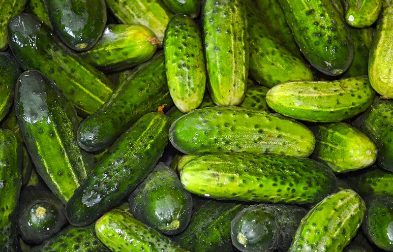 Freshly harvested pickling cucumbers