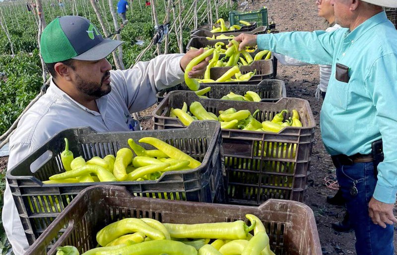 Growers handing over crates of freshly picked banana peppers in the field