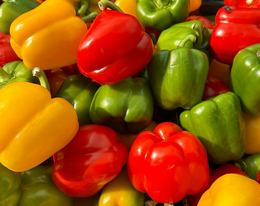 Crates of freshly picked red, yellow and green bell peppers