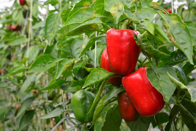 Ripe red bell peppers growing on the plant at a partner farm