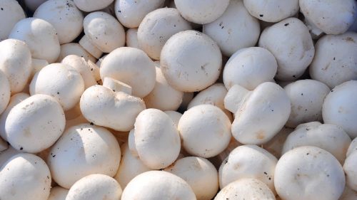 Freshly harvested white button mushrooms