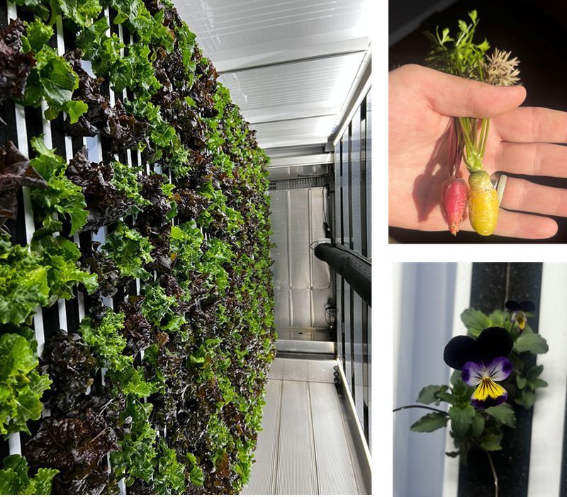 Leafy greens growing in a vertical farming system, with hydroponic carrots and edible flowers