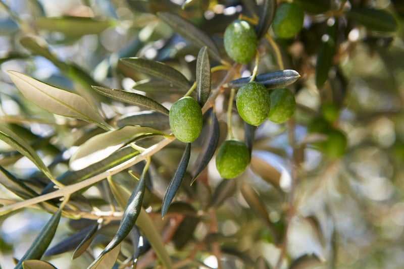 A dish of mixed olives