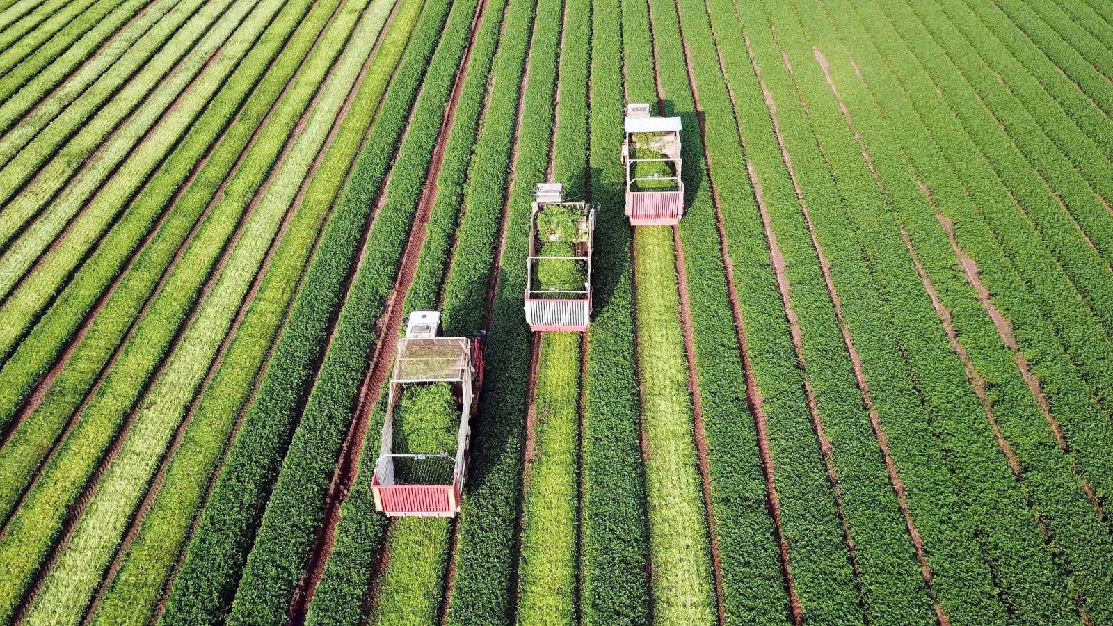 Aerial view of harvesters working rows of a partner farm