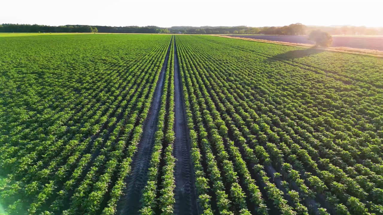 An aerial view of crop rows running to the horizon at sunset
