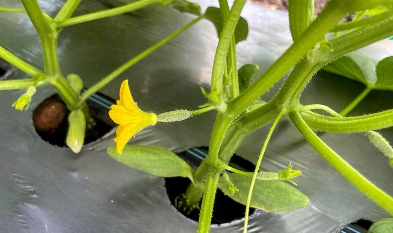 A yellow flower and young gherkin on a vine growing through mulch film