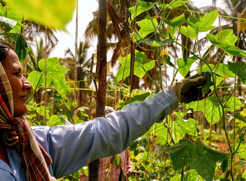 A grower picking a gherkin from the vine in a trellised field